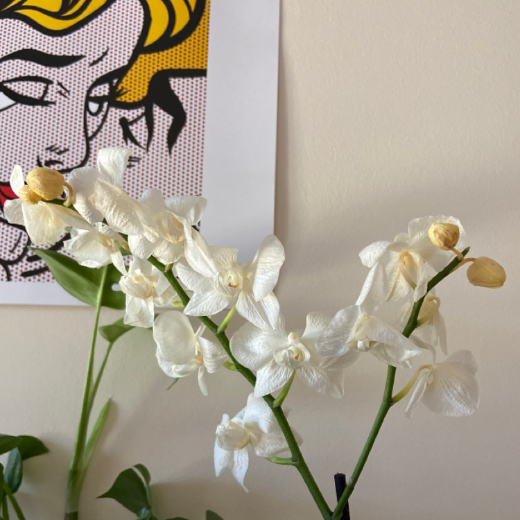 Noble Dendrobium orchid with white flowers, some wilted, against a background with artwork.