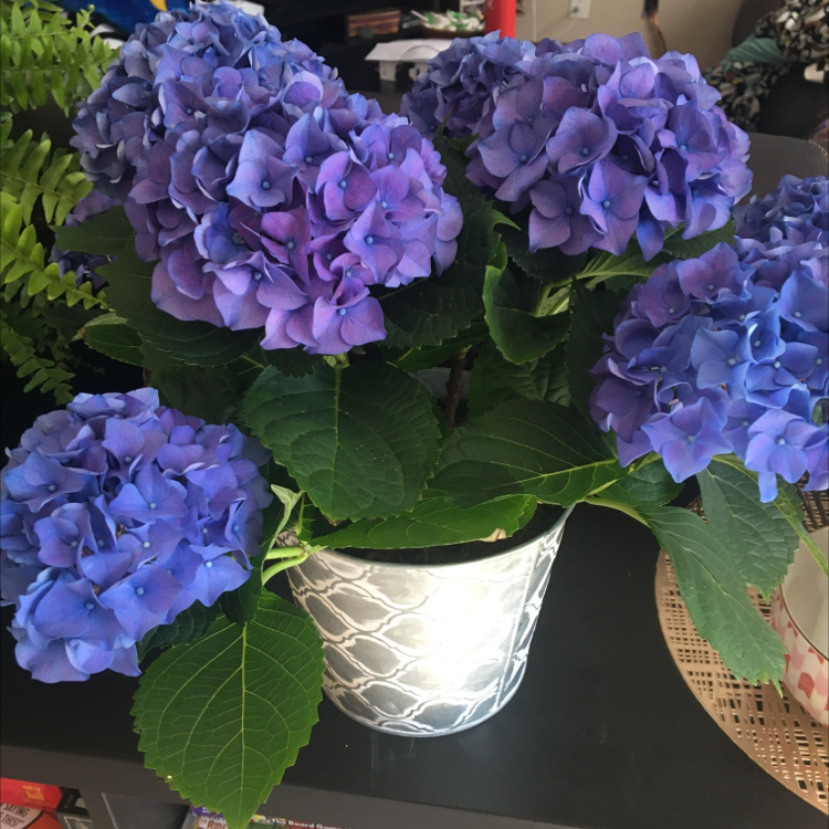 French Hydrangea with vibrant purple flowers in a decorative pot.