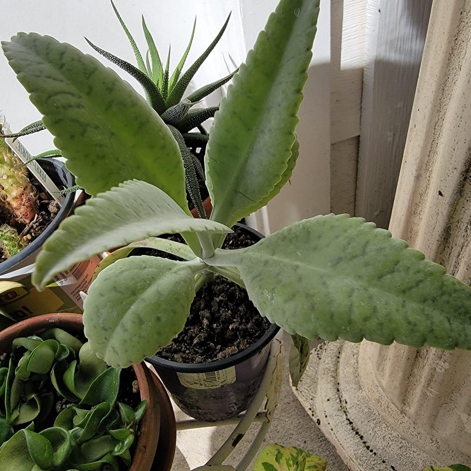 Donkey Ears plant in a pot with visible soil, surrounded by other plants.