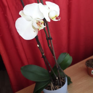 Phalaenopsis Orchid plant in București, București