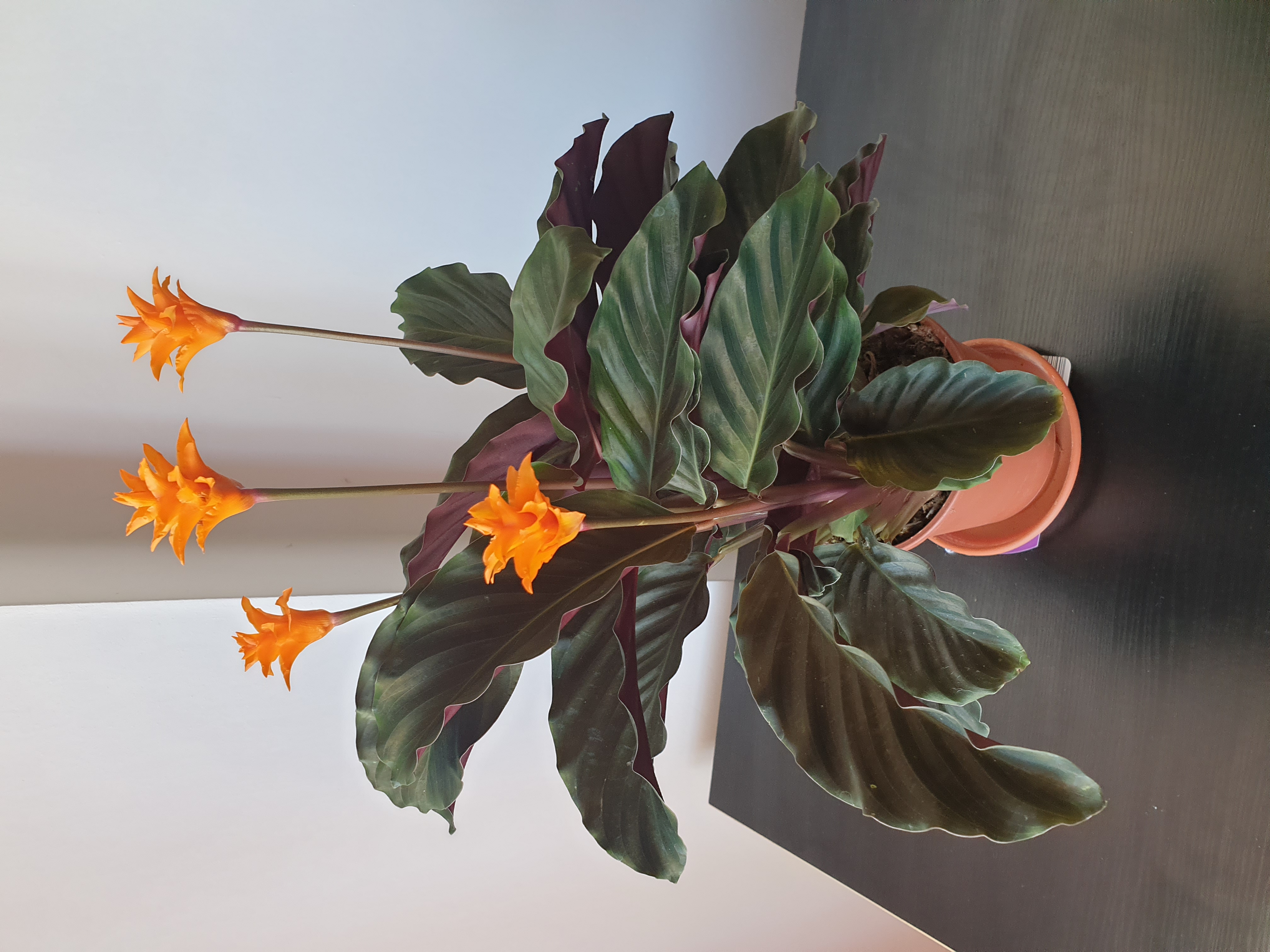 None uploaded to the Greg plant app by @FabTimeout
