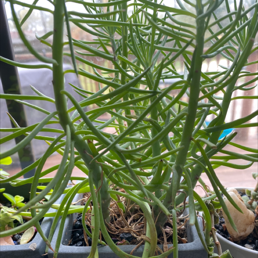 Narrow-Leaf Chalk Sticks plant in a pot with visible soil, healthy green leaves.