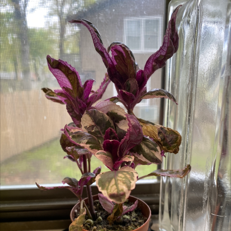 Purple Waffle Plant near a window with some browning and yellowing leaves.