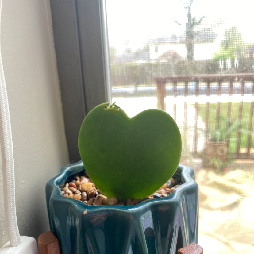 Sweetheart Hoya plant photo by Jennifer named Sweetheart on Greg, the plant care app.