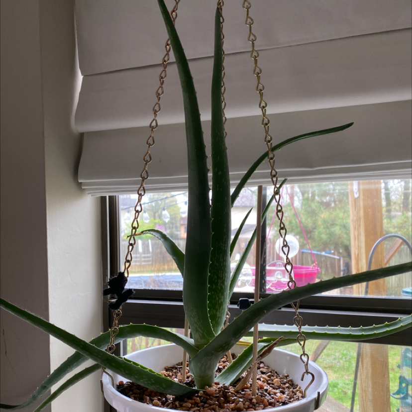 Aloe vera plant photo by Jennifer named Ronaldo on Greg, the plant care app.