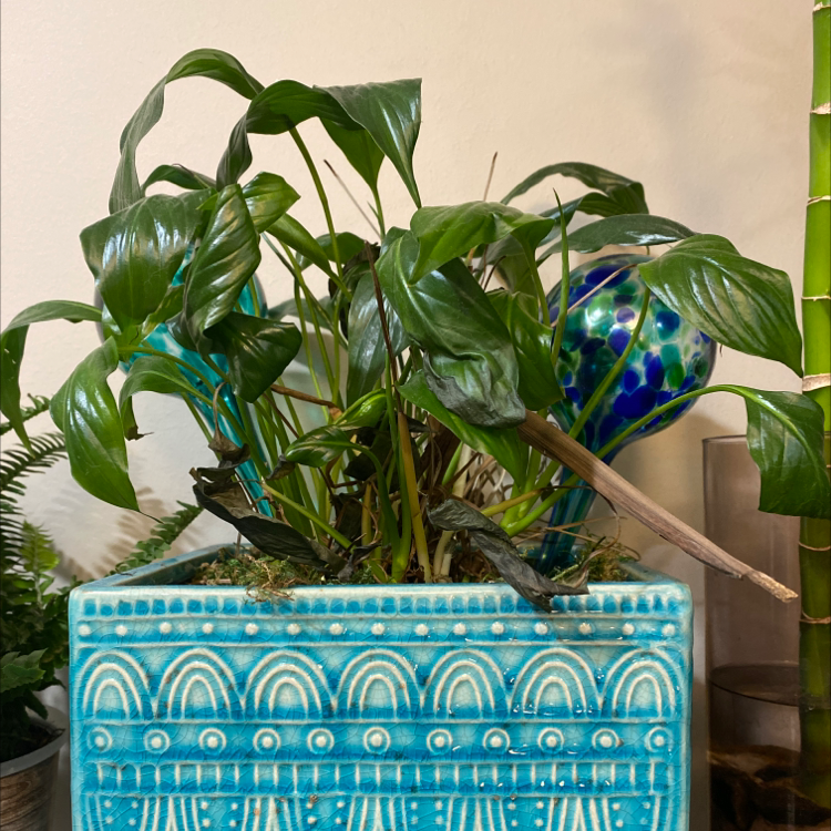 Peace Lily plant photo by Jennifer named Julia on Greg, the plant care app.