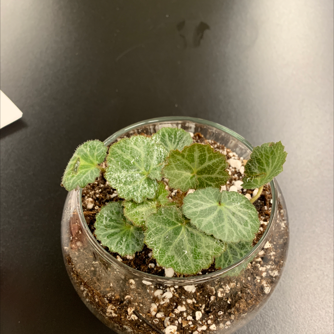 Strawberry Begonia plant in a clear glass container with visible soil.