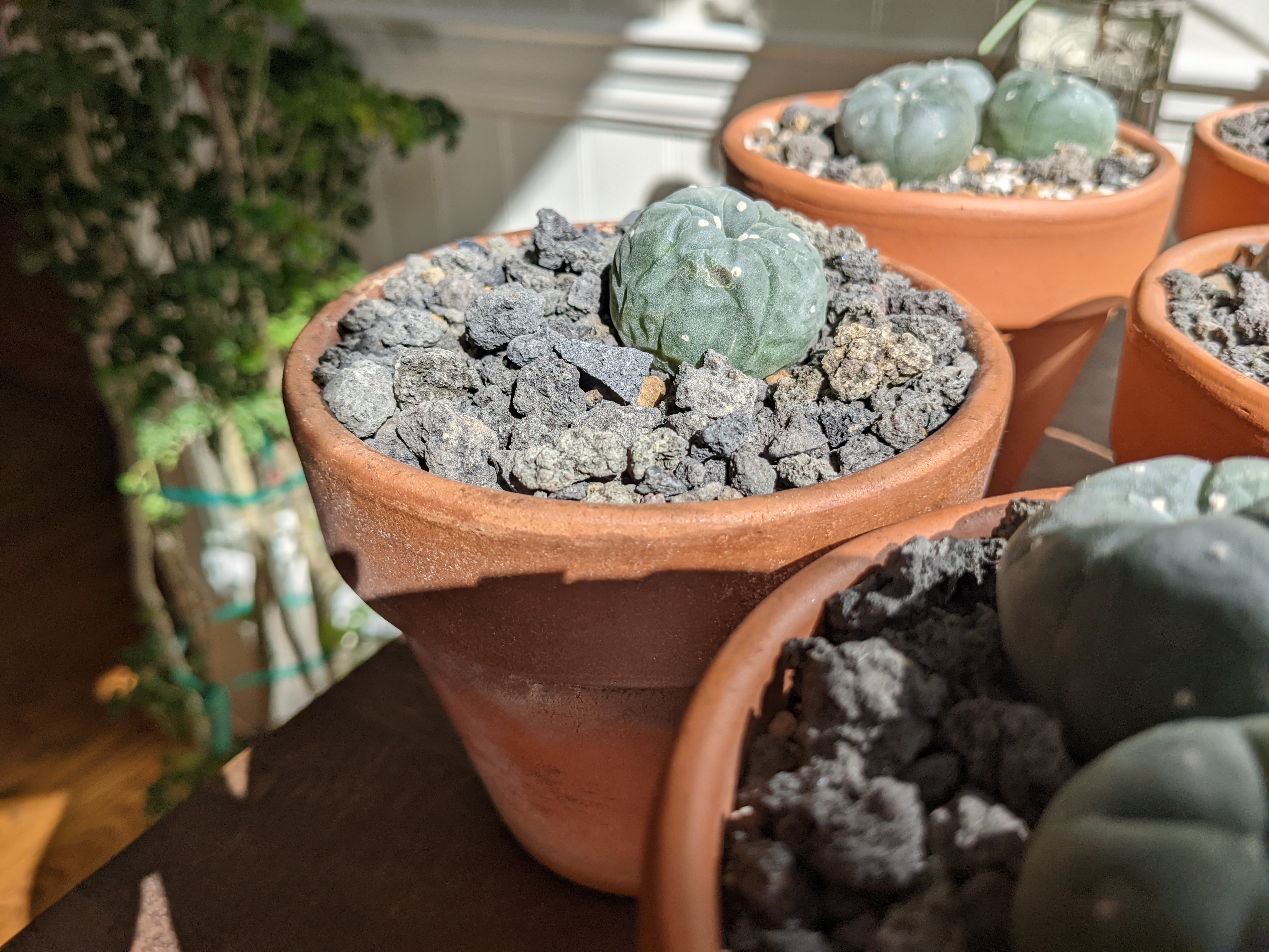 Peyote cactus in a terracotta pot with rocky soil, well-lit and focused.
