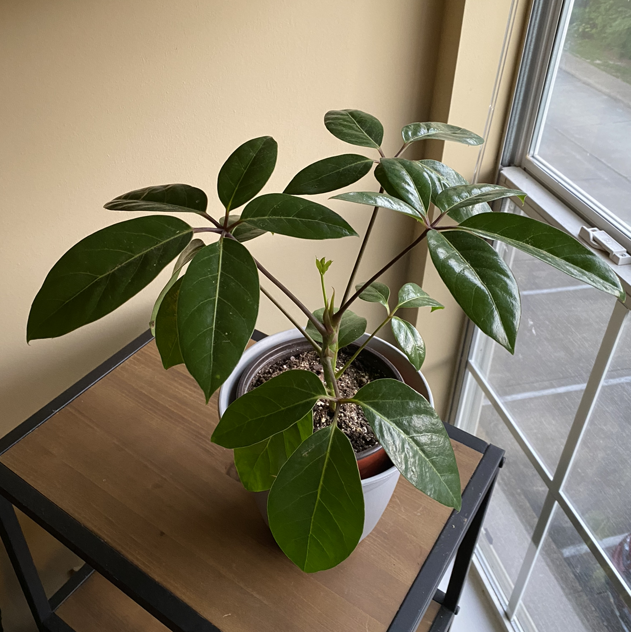Healthy, glossy umbrella tree houseplant with compound green leaves, sitting on a wooden table near a window.