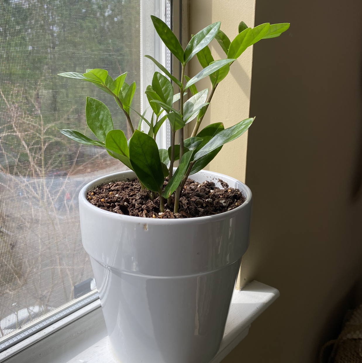 Zamioculcas Zamiifolia plant photo by @annagraceww named ZeeZee on Greg, the plant care app.