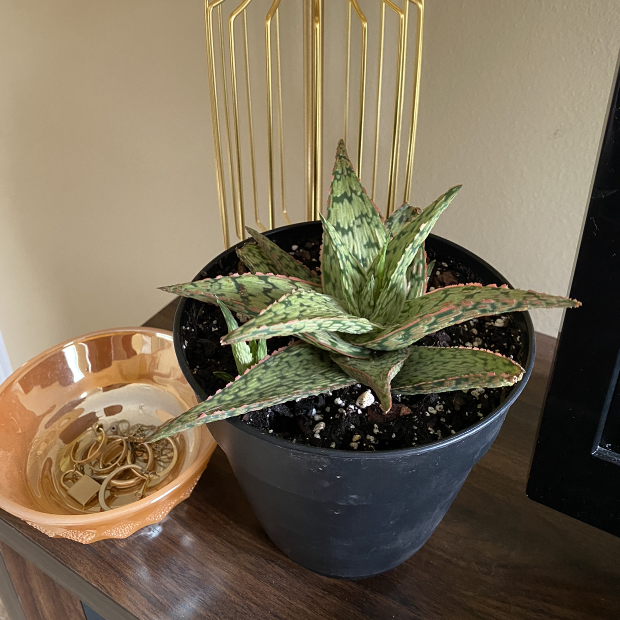 Pink Blush Aloe plant in a black pot, healthy with visible soil.