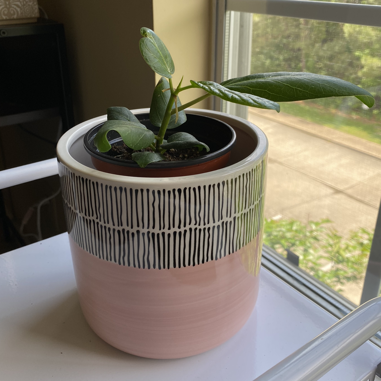 Potted Audrey Ficus plant near a window in a decorative pot.