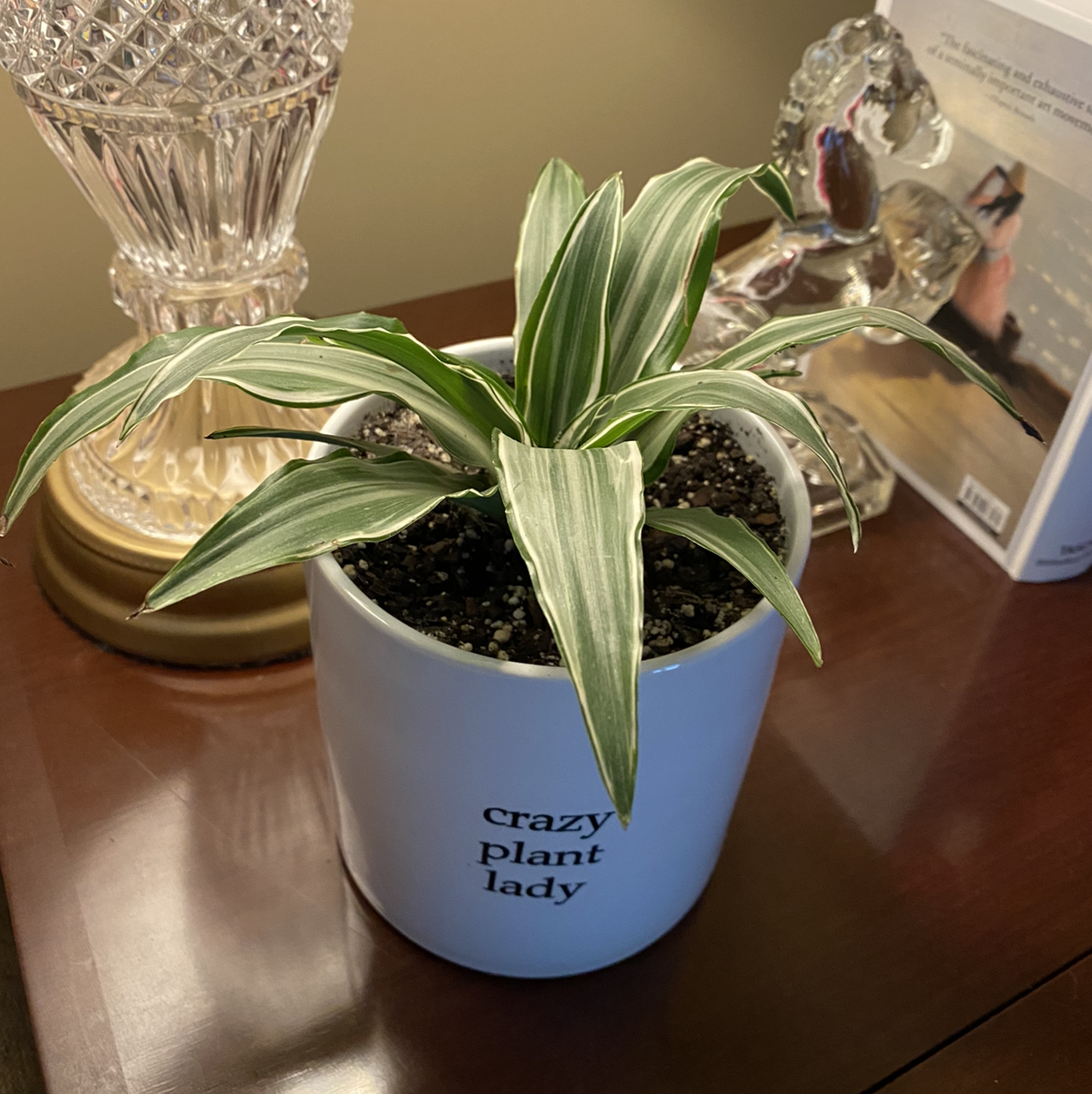 Dracaena 'Warneckii' plant in a white pot on a wooden surface, appears healthy.