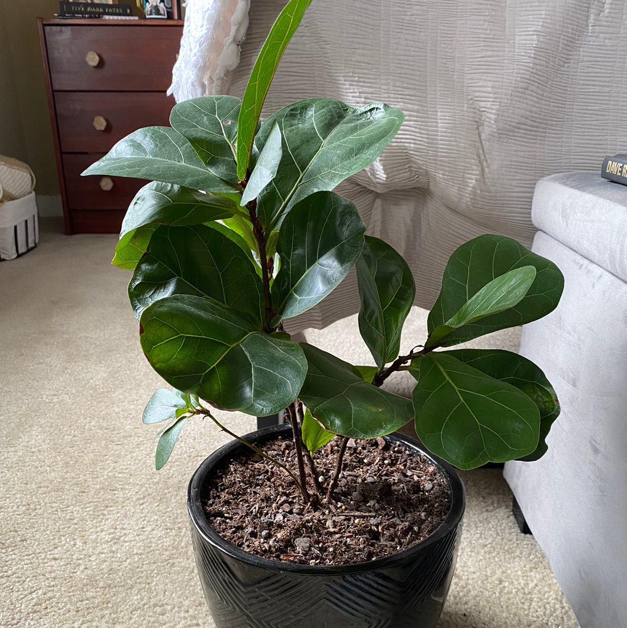 How to Know When to Repot a Dwarf Fiddle Leaf Fig?
