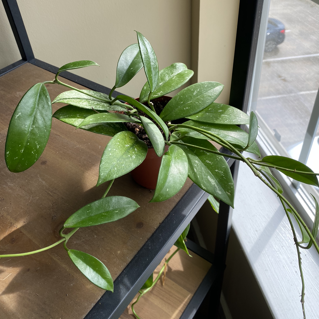 Hoya Pubicalyx plant on a shelf near a window, with green leaves and no visible signs of disease.
