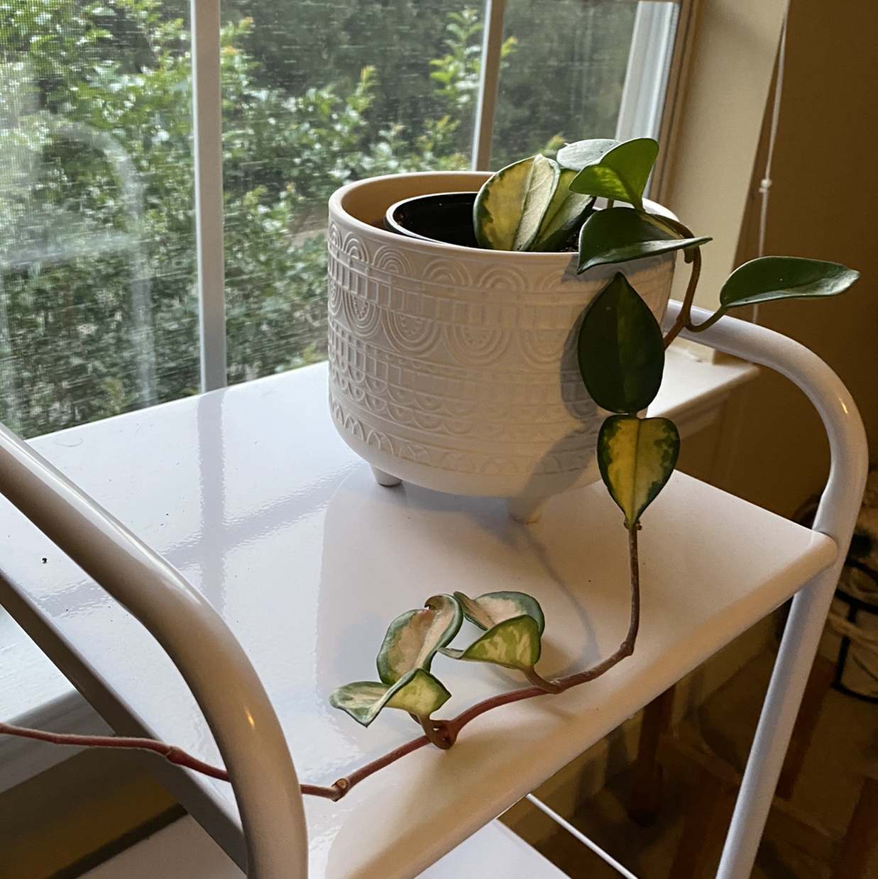 Krimson Princess Hoya plant in a decorative pot on a white shelf near a window.