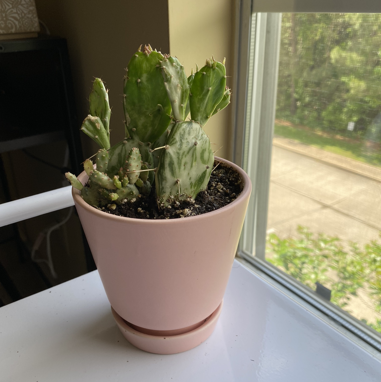 Potted Drooping Prickly Pear cactus on a windowsill, in good health.