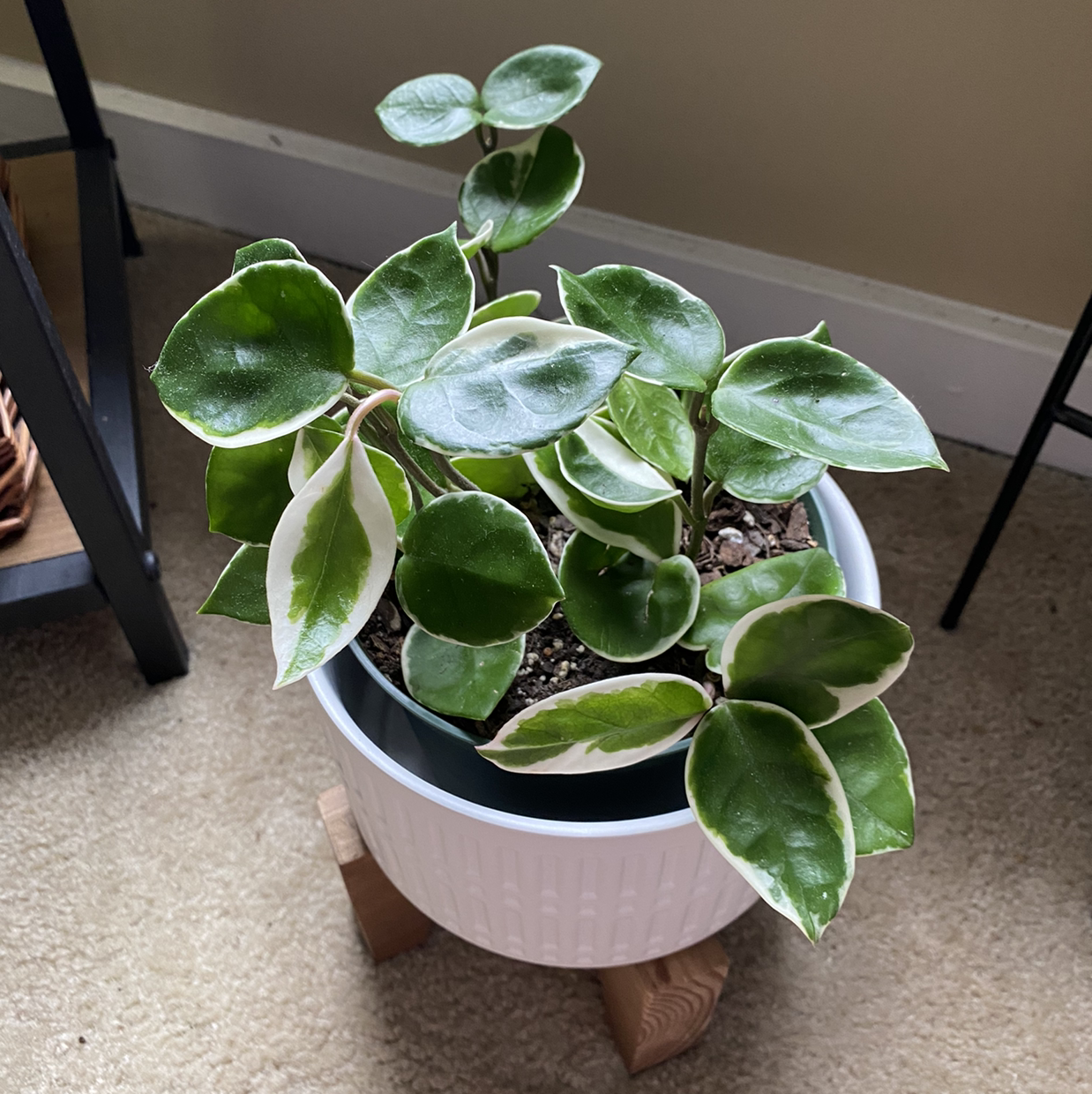 Hoya Carnosa Tricolor plant in a white pot on a wooden stand with healthy variegated leaves.