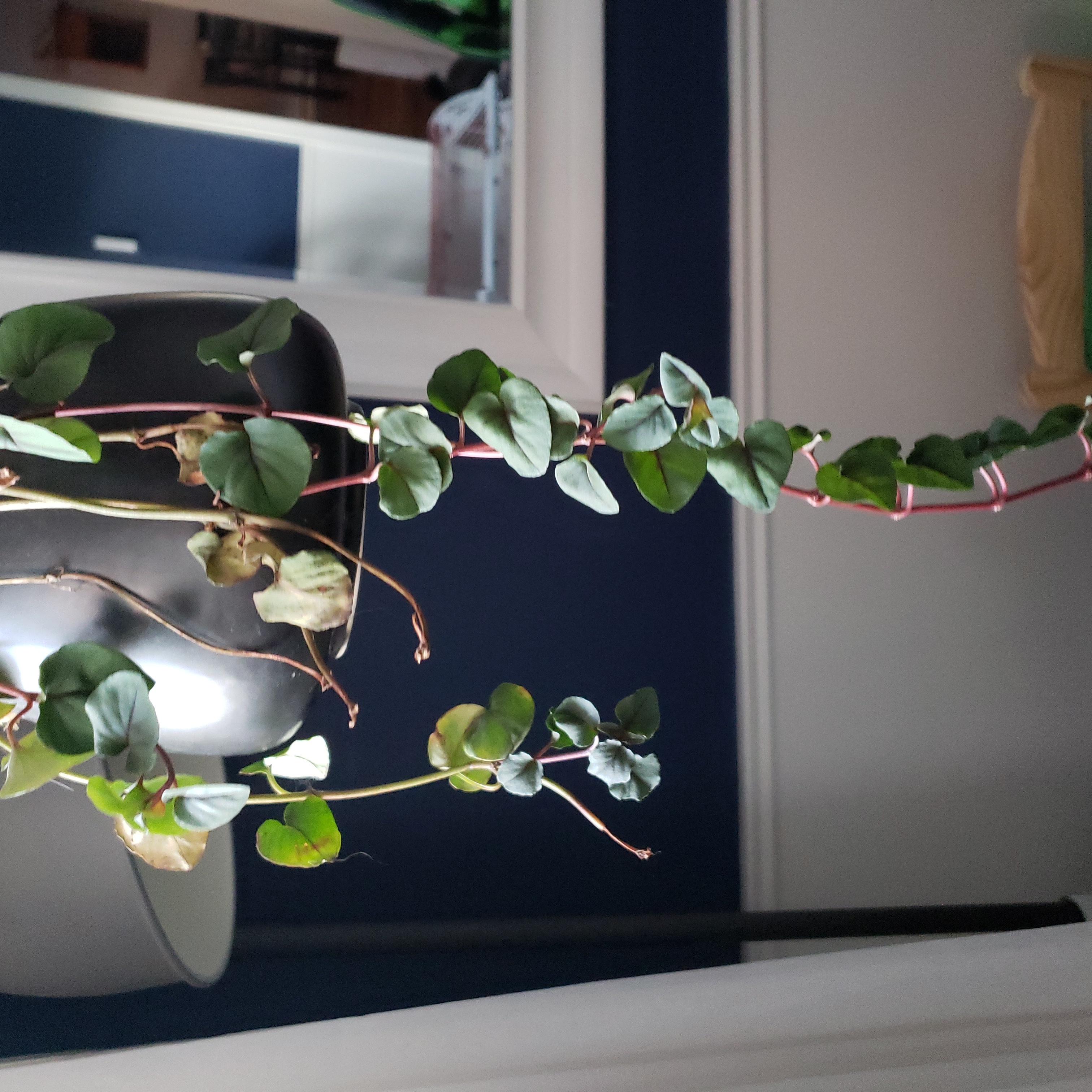 Photo of the plant species Northern Starflower by @OodlesWorm named Bodhi on Greg, the plant care app