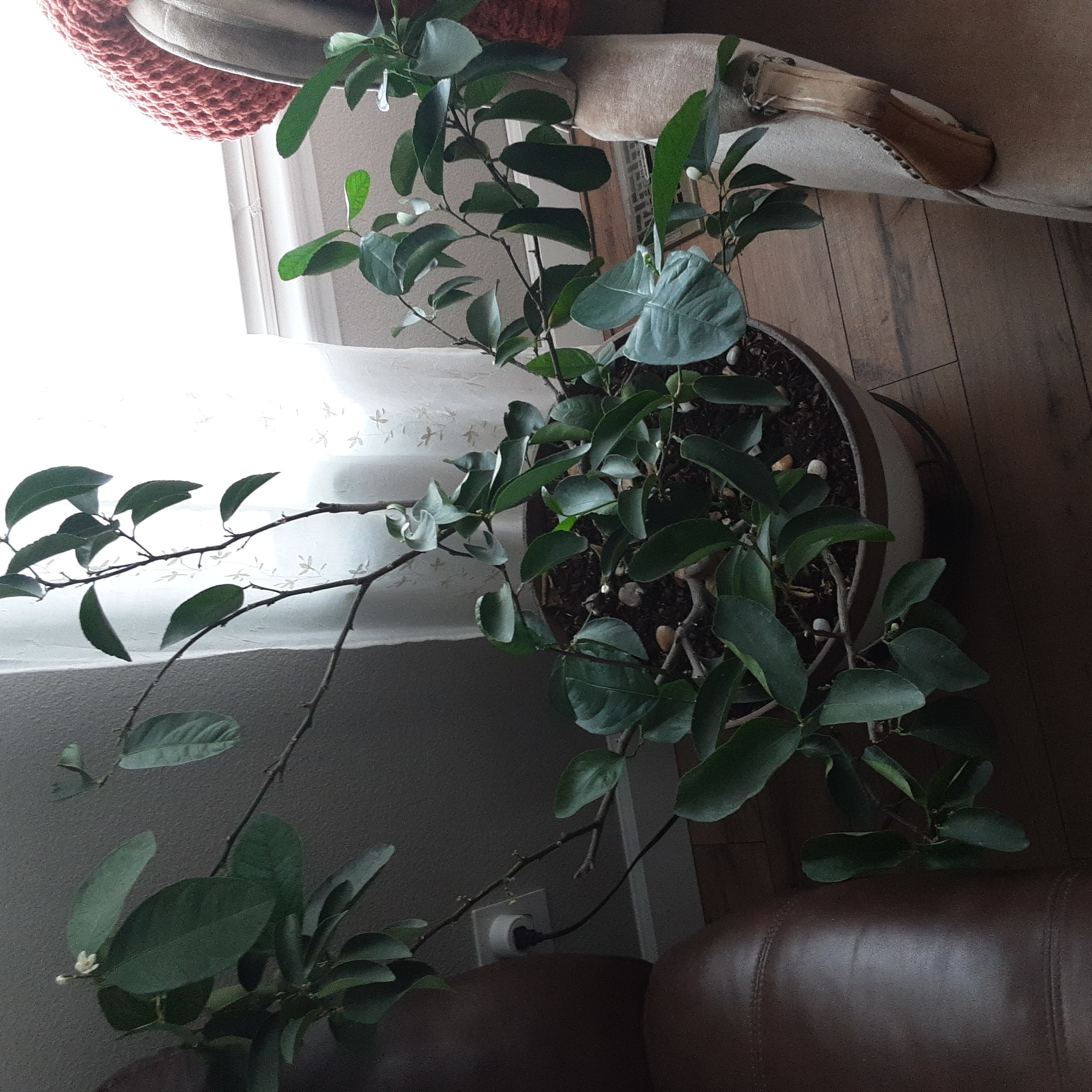 Limey