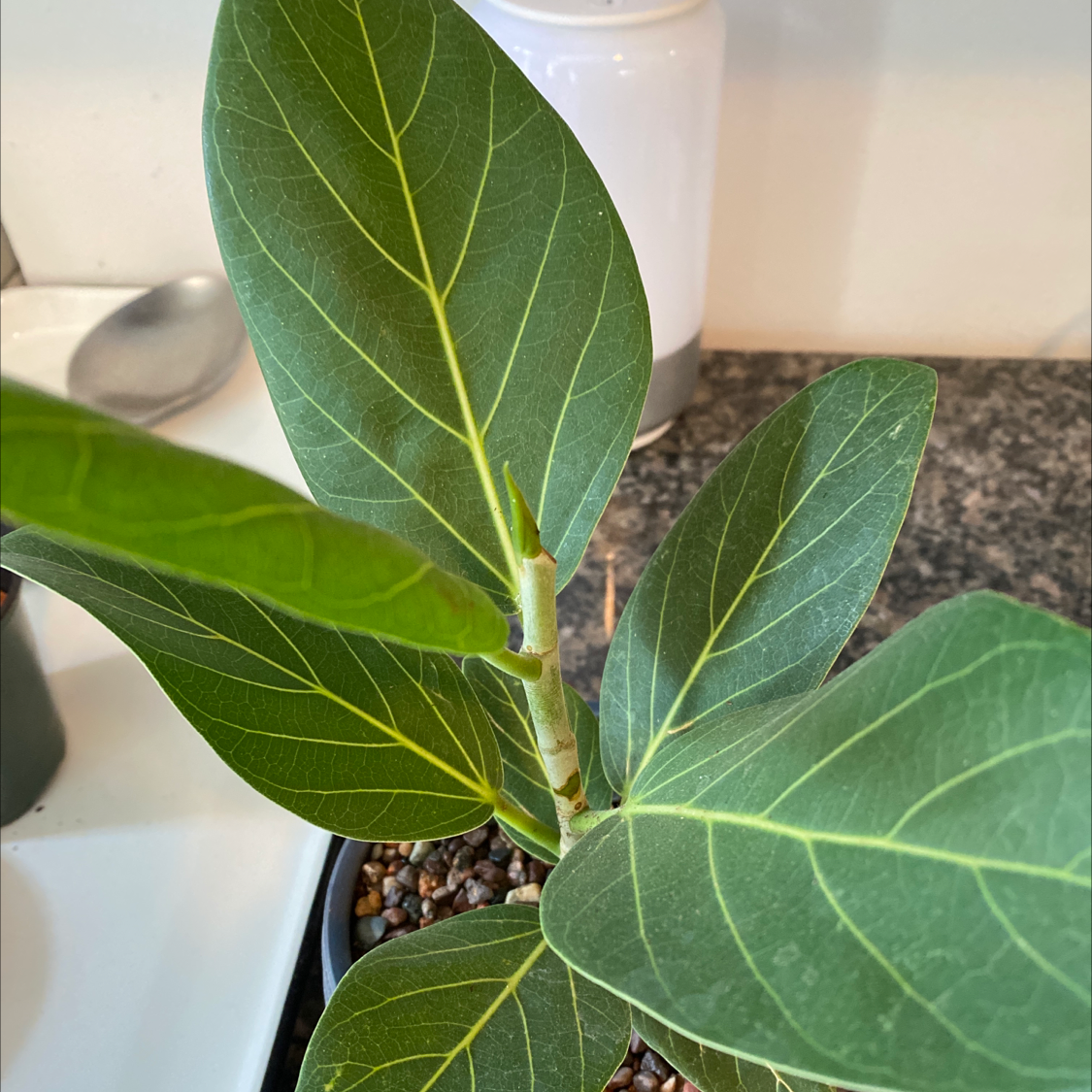 Healthy Audrey Ficus plant with vibrant green leaves and visible veins.