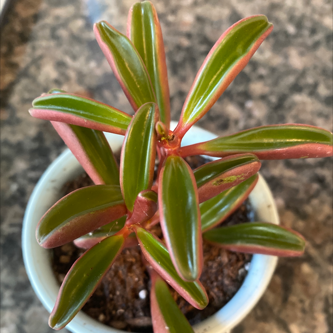 Goldfish Plant with healthy green leaves and red stems in a pot.
