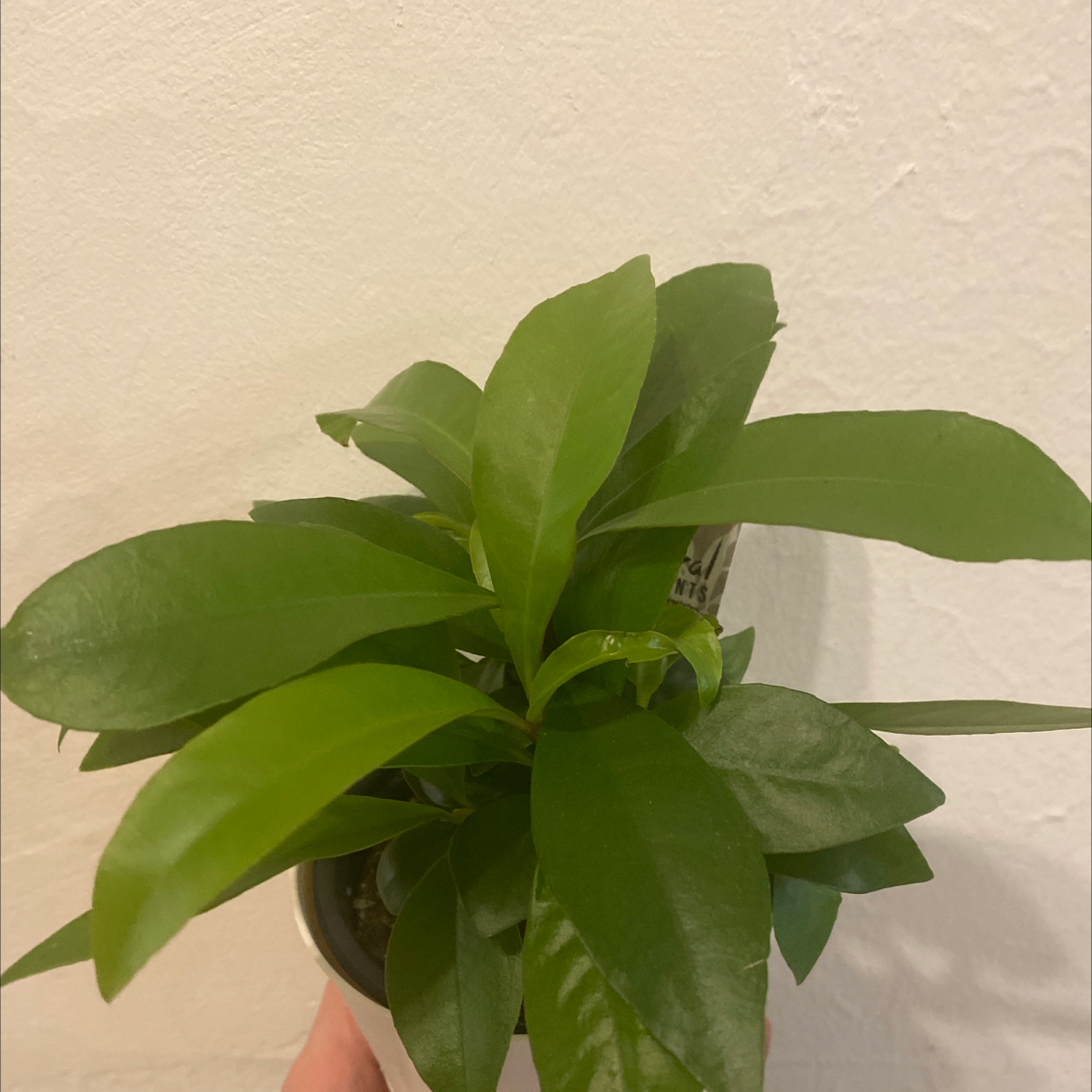 Healthy Shoebutton plant in a small pot with green leaves.
