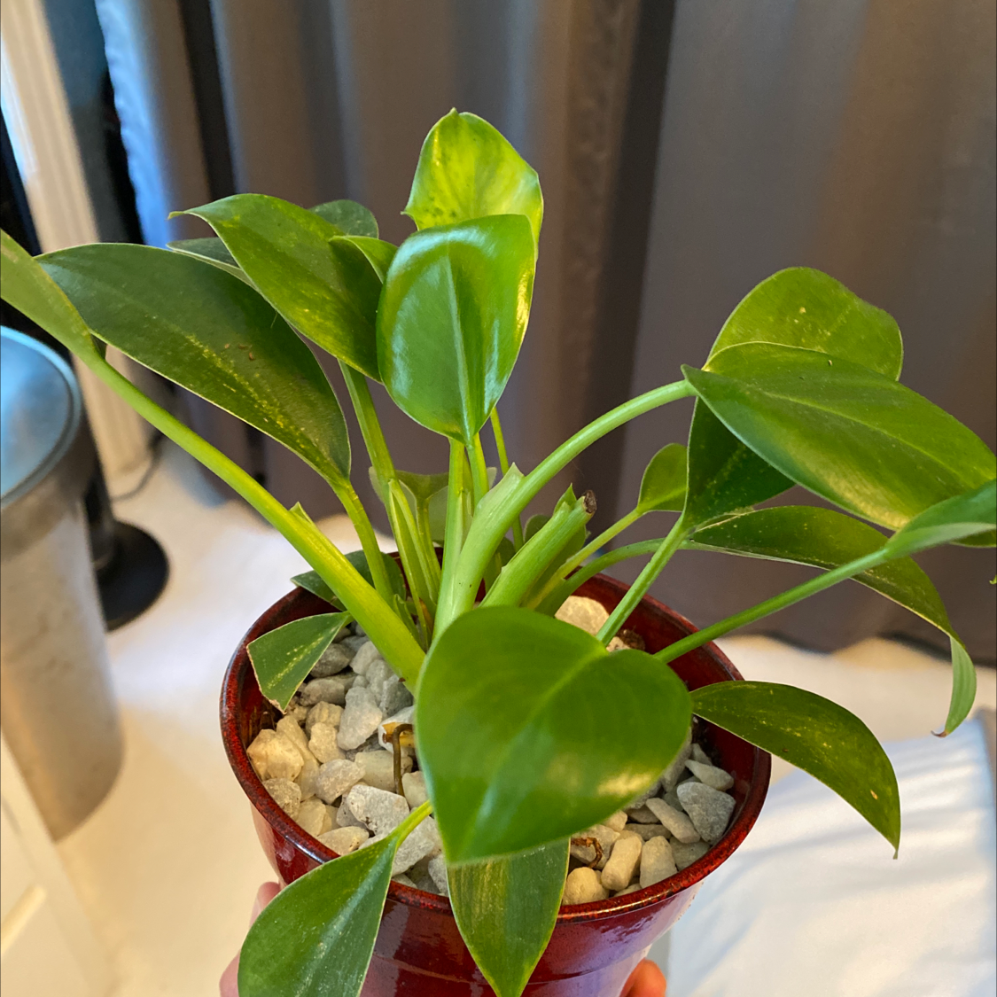 Philodendron 'Hope Selloum' in a pot with visible soil and pebbles, appearing healthy.