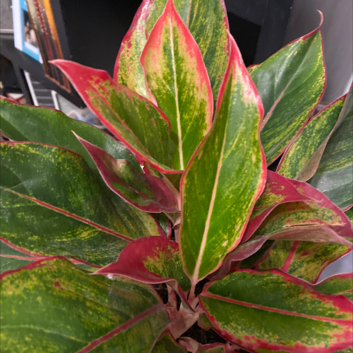 Aglaonema 'Favonian' plant with vibrant green and red-edged leaves.