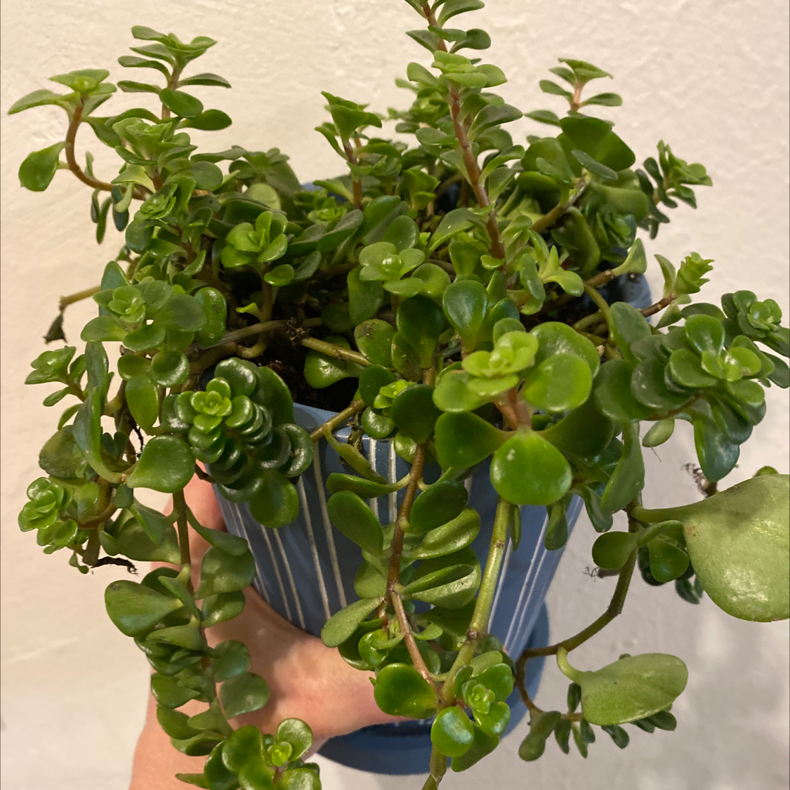 Potted Two-Row Stonecrop plant with vibrant green leaves, held by a hand.