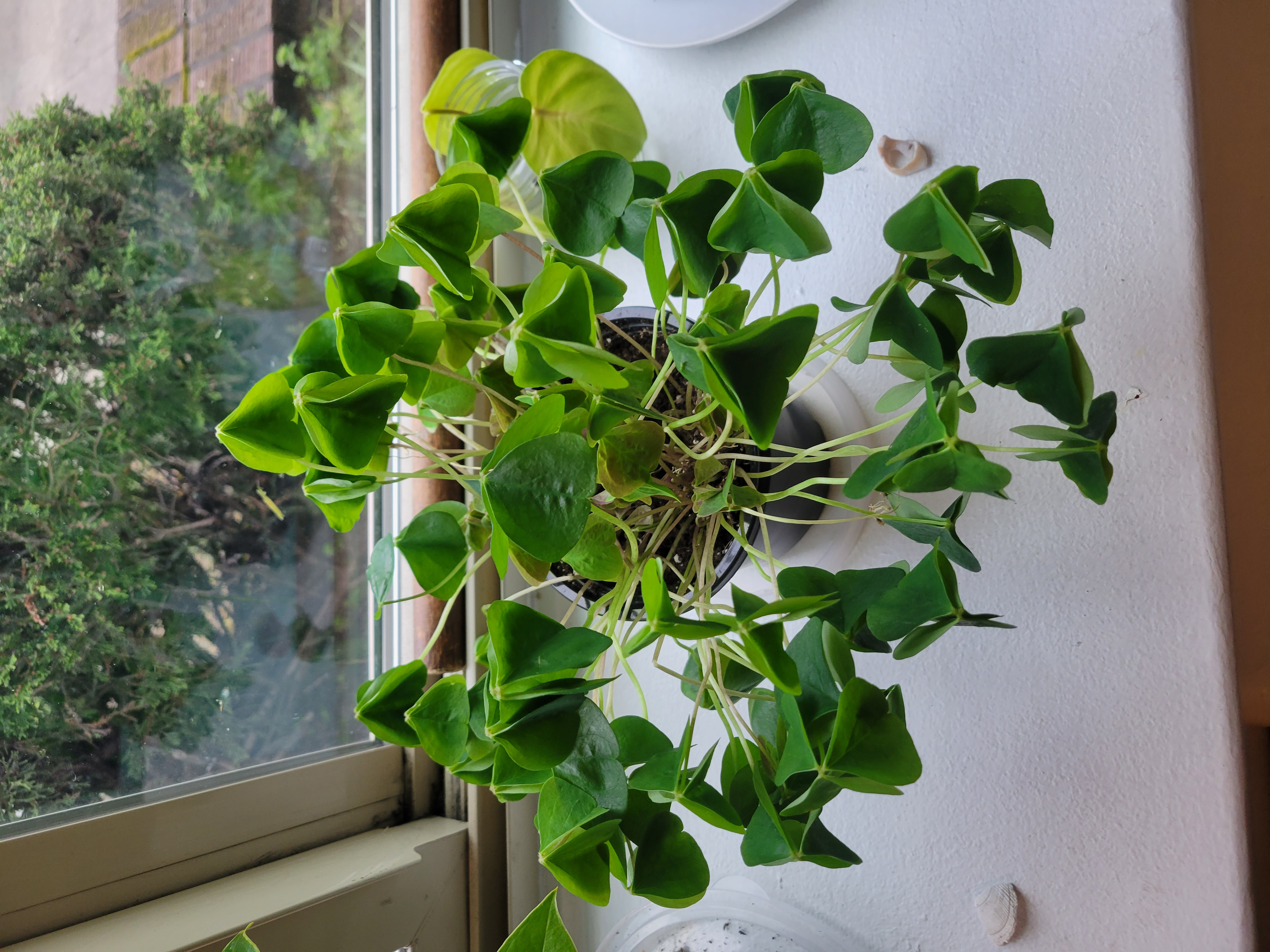 Shamrock plant with green, heart-shaped leaves near a window.
