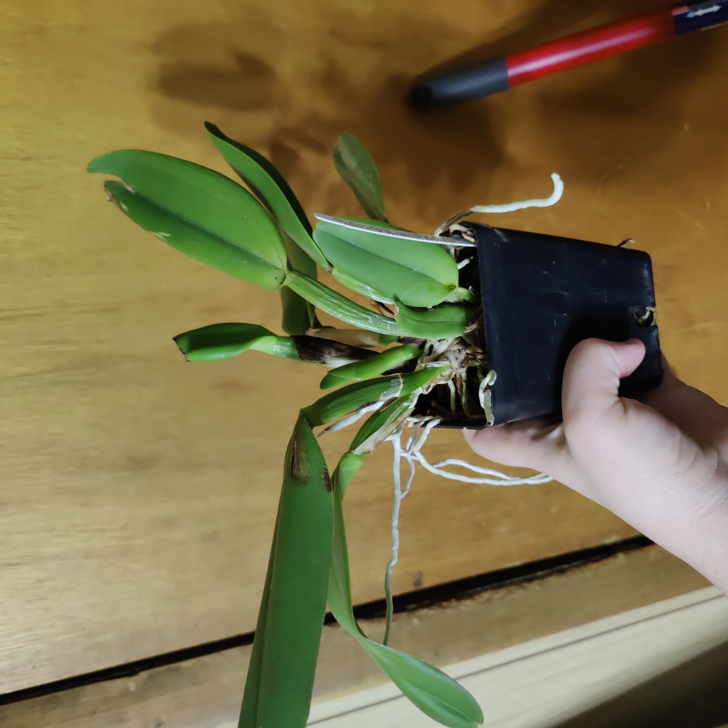 Photo of the plant species Cattleya by @JazzedPeachtree named Orc on Greg, the plant care app