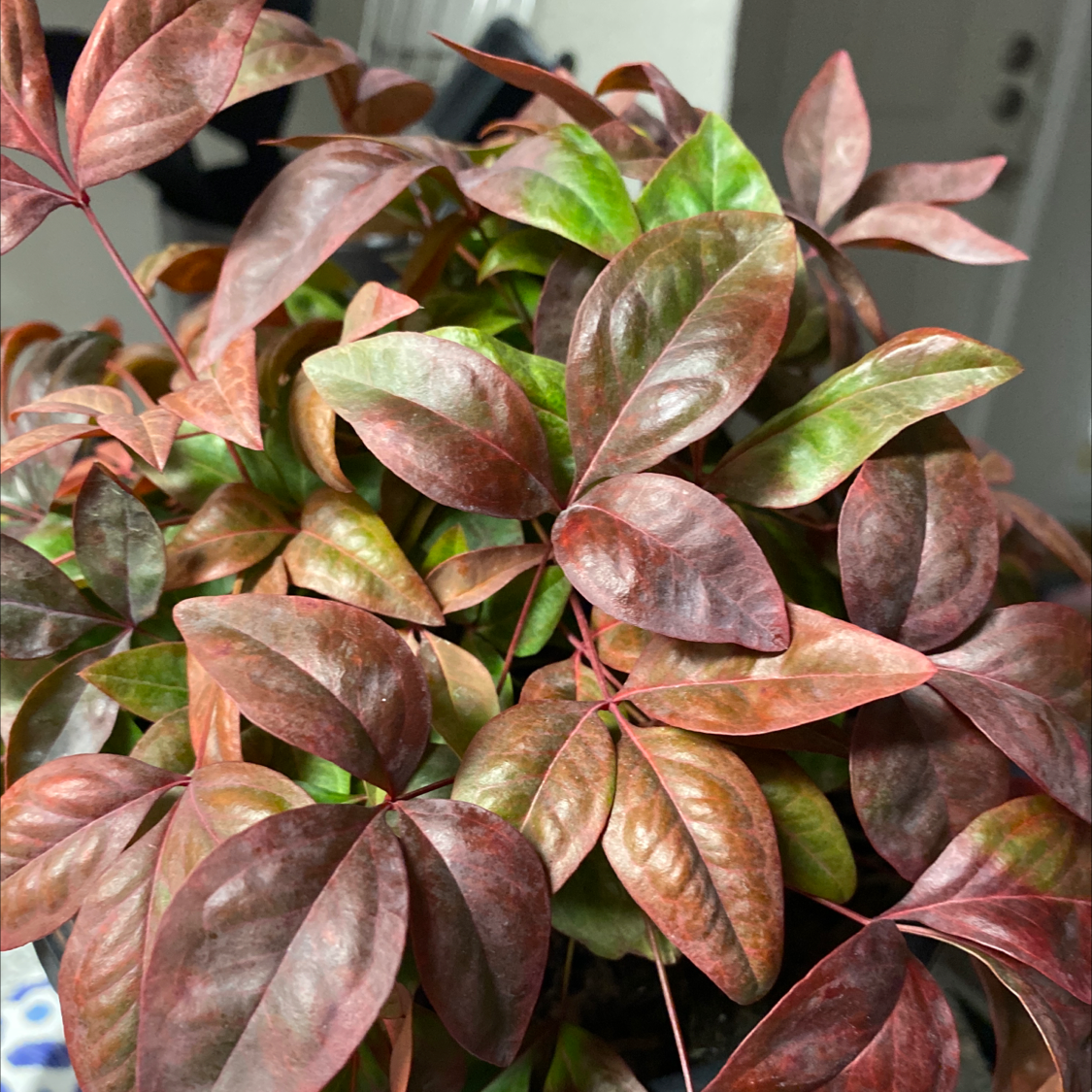 Sacred Bamboo plant with reddish and green leaves, indicating healthy foliage.
