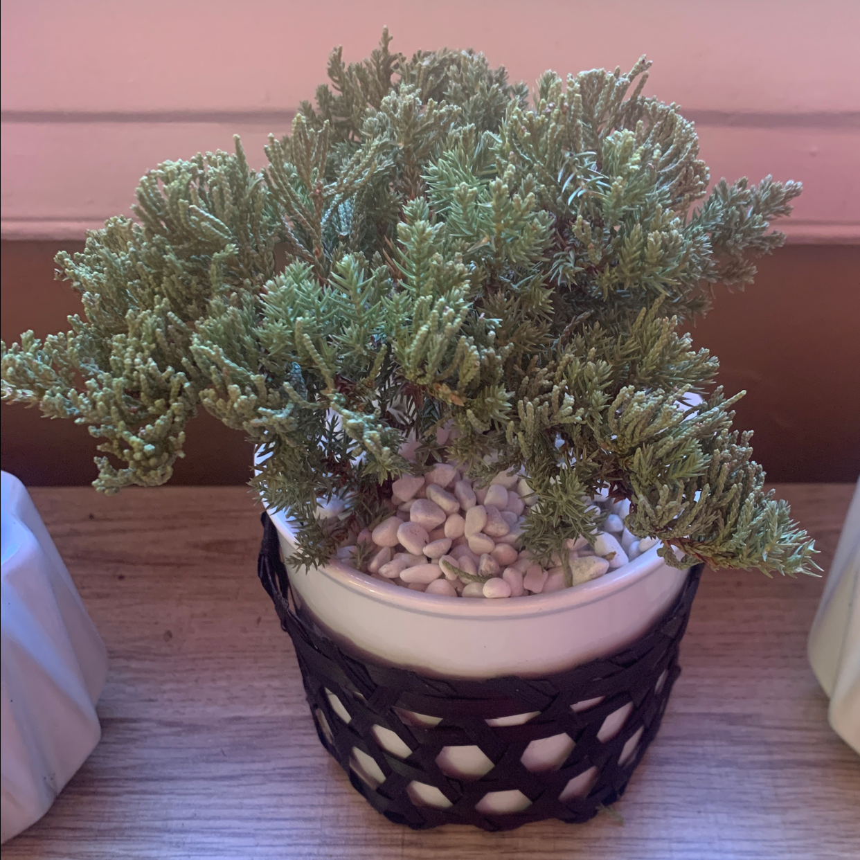 YearRound Light Requirements For Your Creeping Juniper