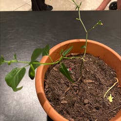 Jalapeño Pepper plant