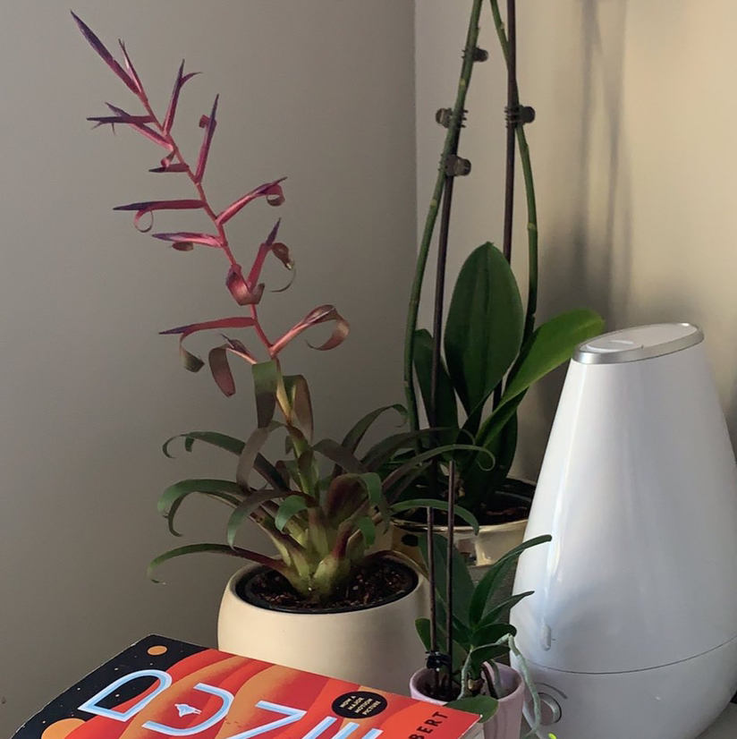 Photo of the plant species Tillandsia leiboldiana 'Mora' by @ZealSeagrapes named Tilly on Greg, the plant care app