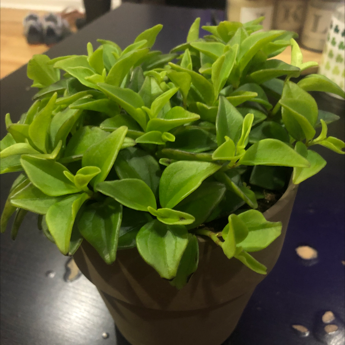 Healthy Beetle Peperomia plant in a pot with vibrant green leaves.