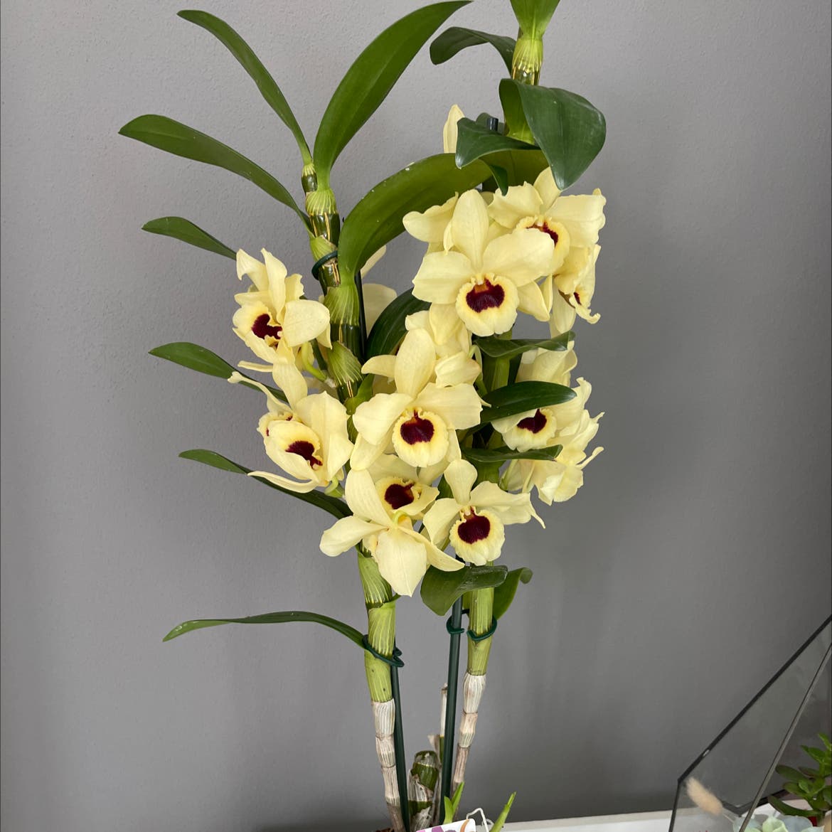 Dendrobium Nobile