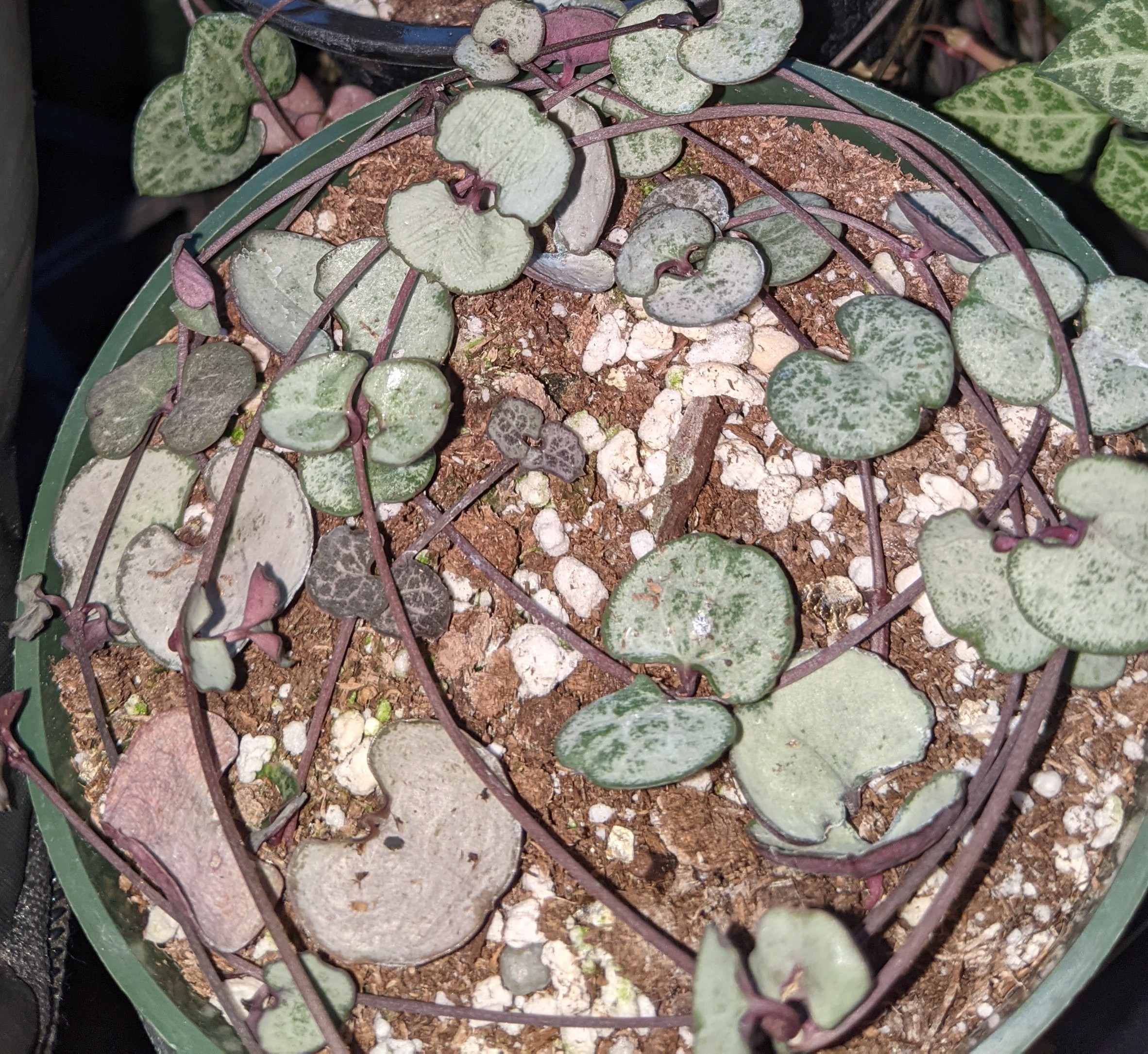 String of Hearts 'Silver Glory' plant in a pot with visible soil, well-framed and in focus.