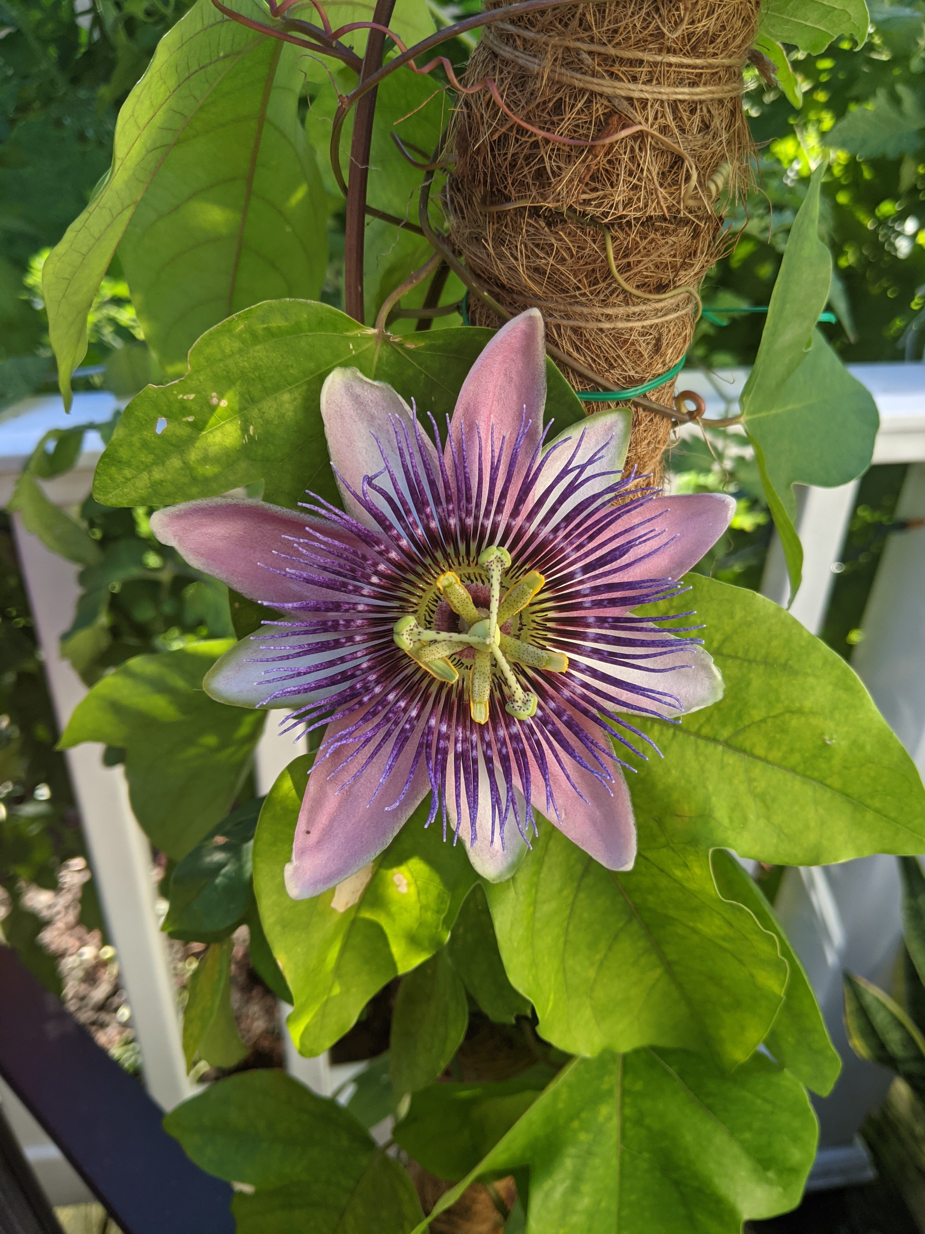 Bluecrown Passionflower with a prominent purple and white flower, healthy green leaves.