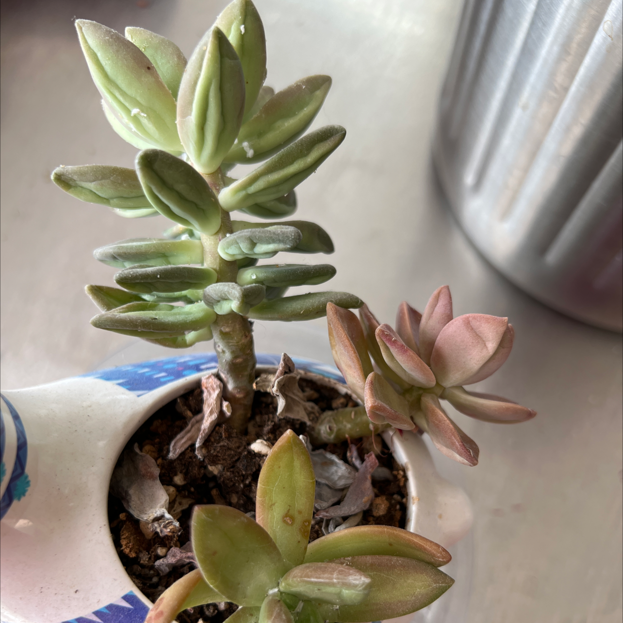 Echeveria 'Fleur Blanc' succulent in a small pot with visible soil.