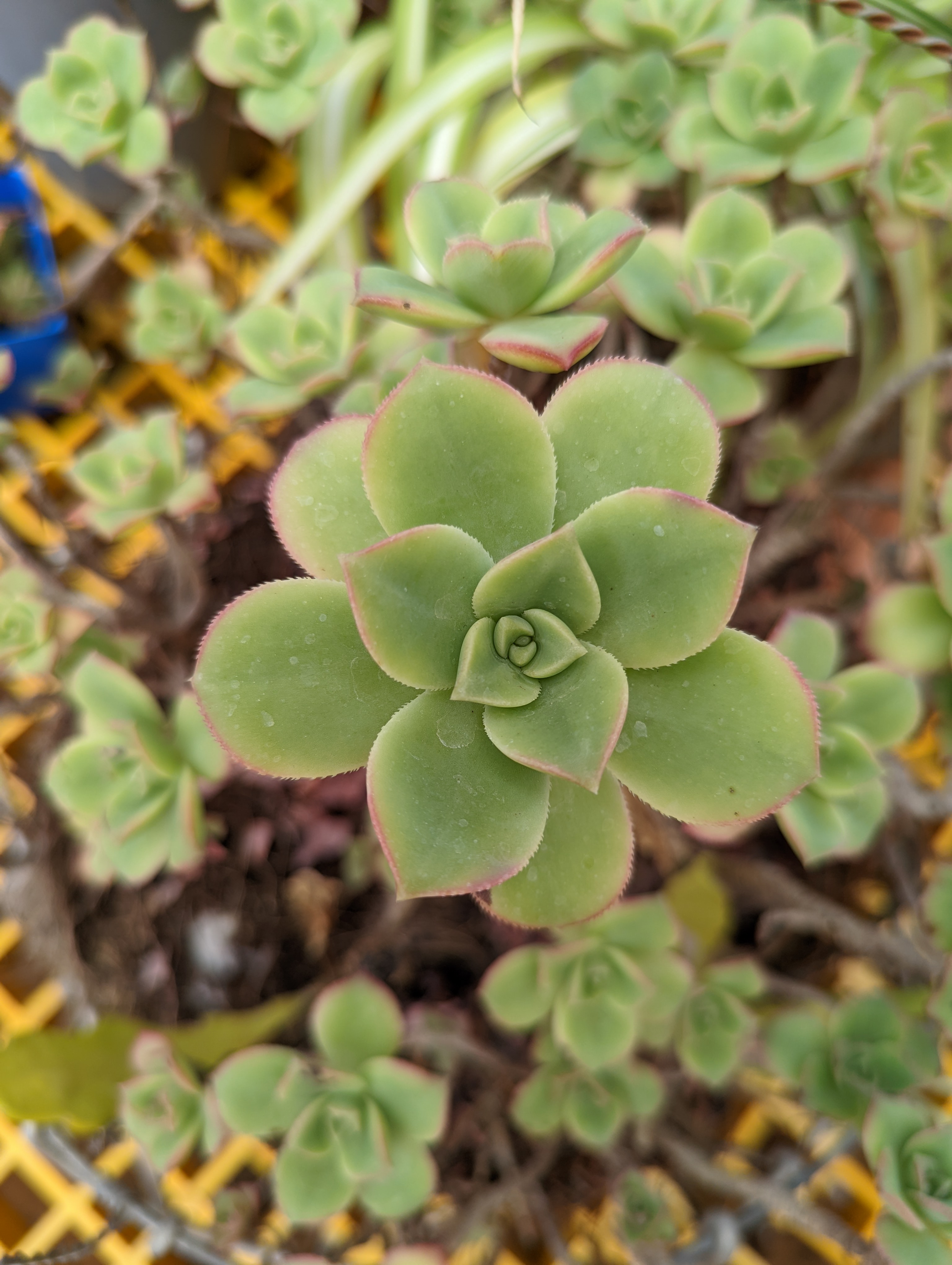 Photo of the plant species Haworth's Aeonium by @FourstarOnion named Fernie Saunders on Greg, the plant care app