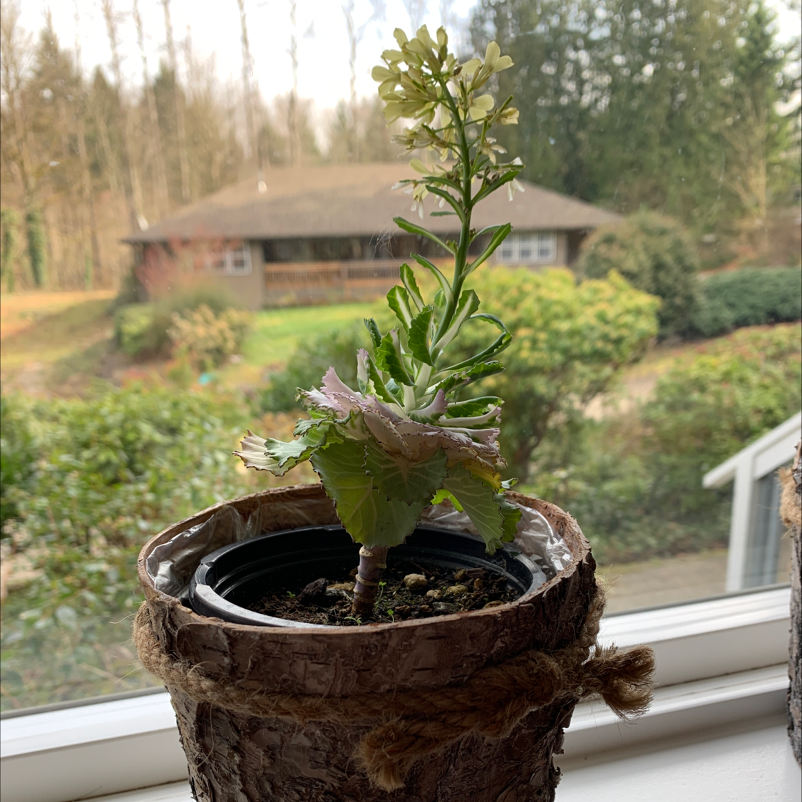 Close-up of a potted wild cabbage plant on a windowsill, showing some yellowing and browning on the leaf edges.
