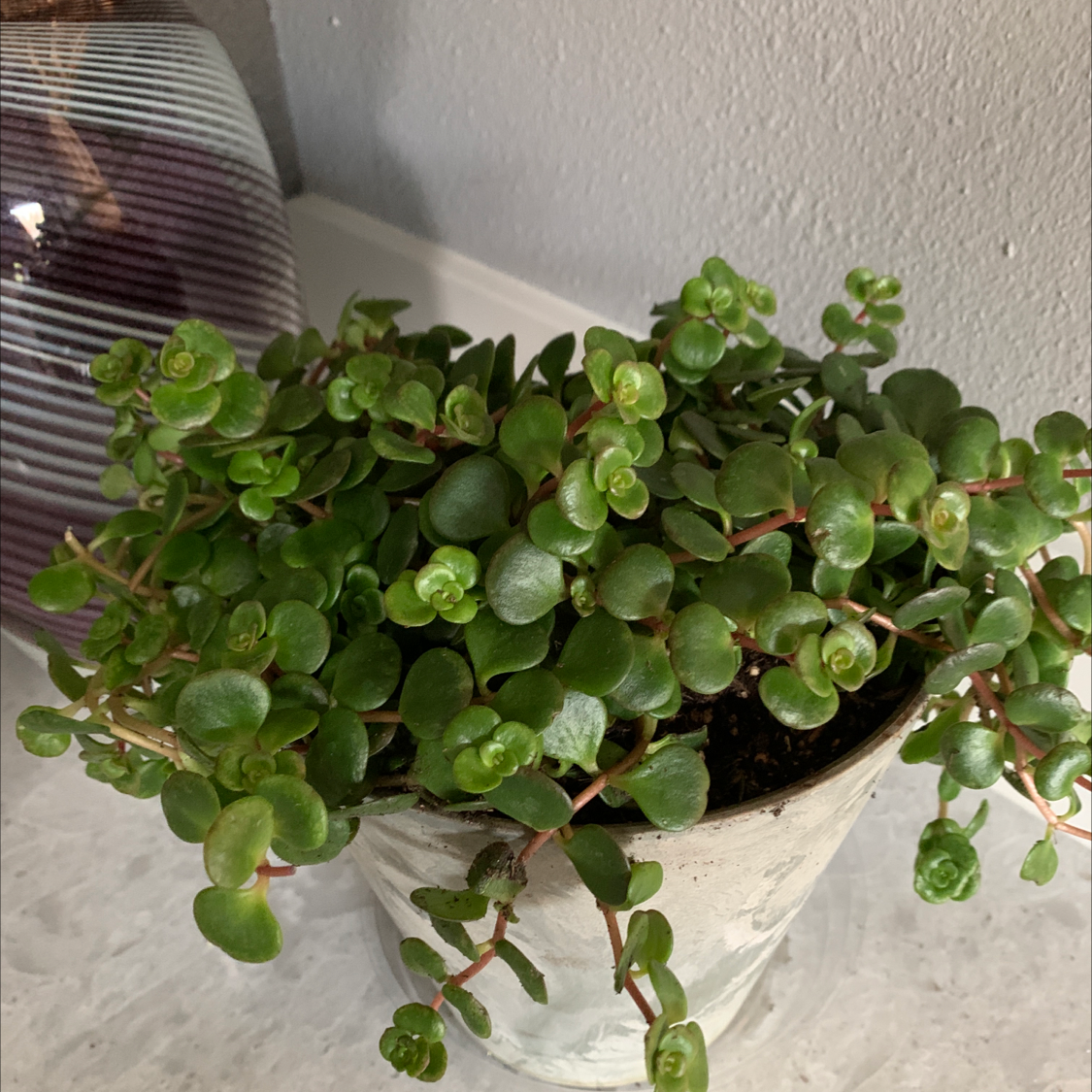 Potted Two-Row Stonecrop plant with small, rounded green leaves in an indoor setting.