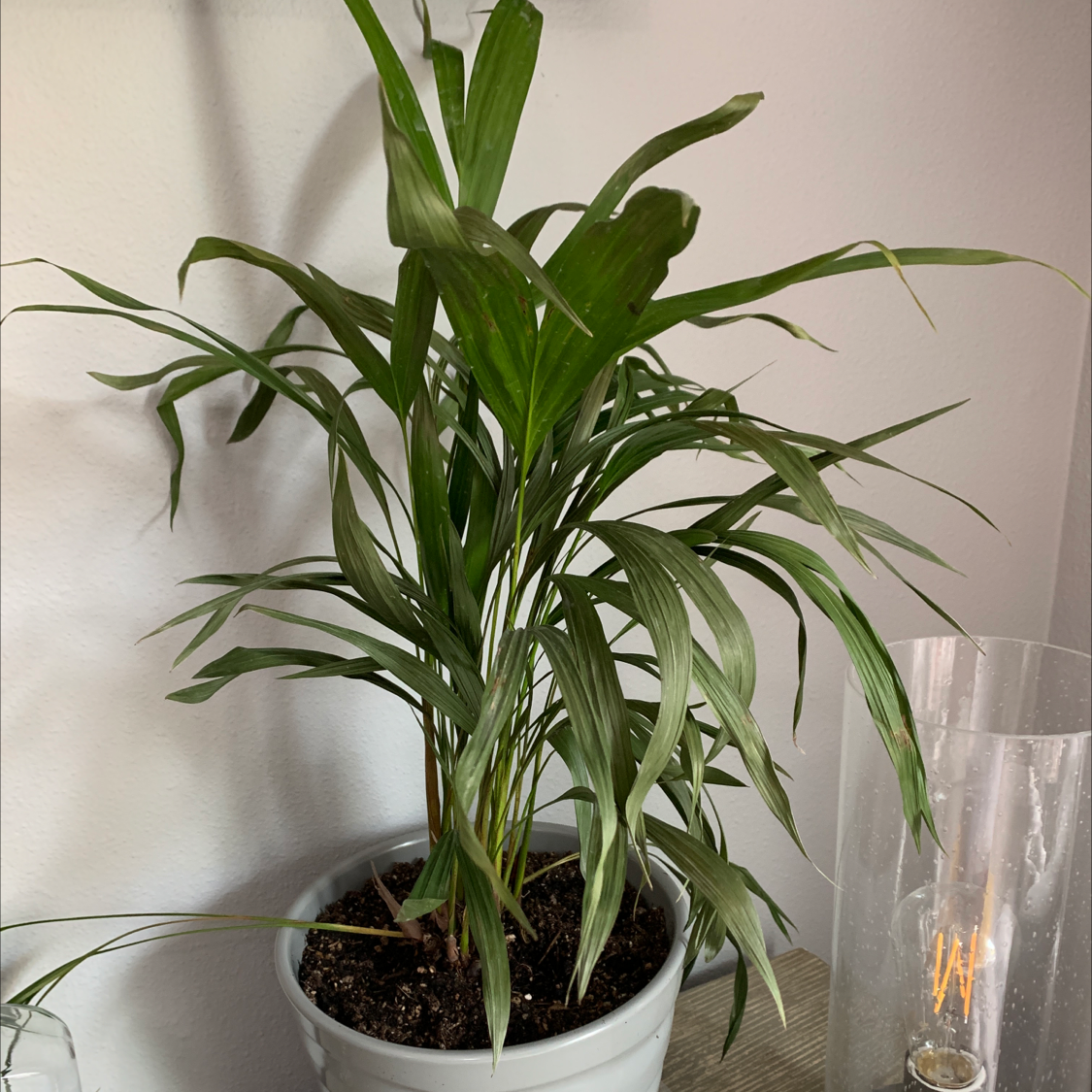 Healthy Kentia Palm houseplant with lush green arching fronds in a white plastic pot, next to a glass of water.