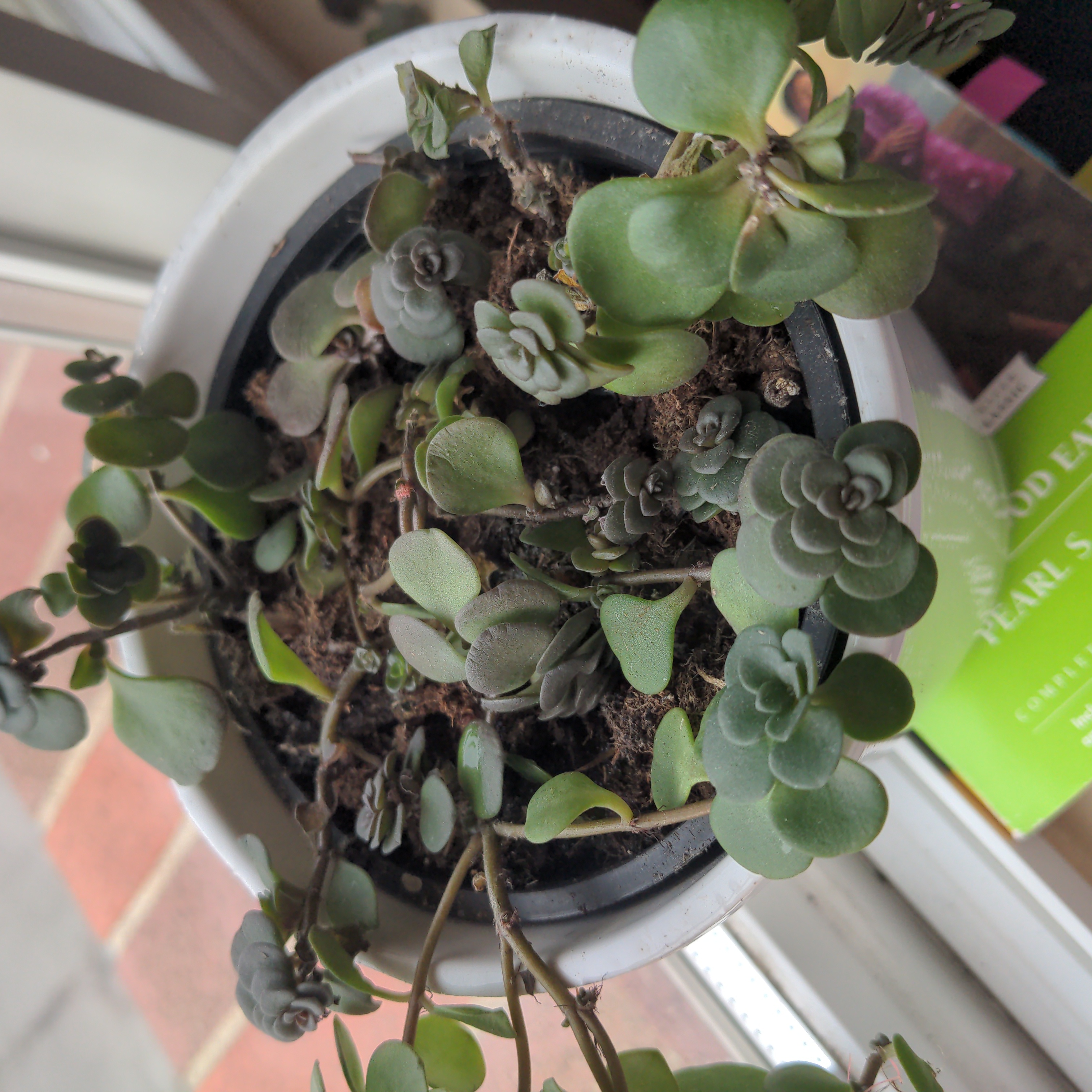 Potted October Daphne plant with small, rounded leaves in a white pot.