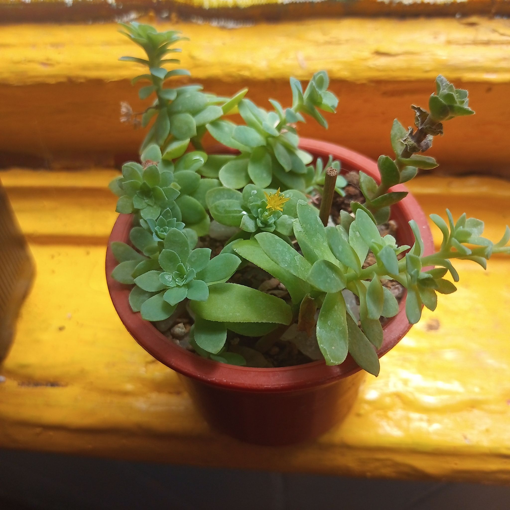 A healthy Palmer's Sedum plant in a small red pot with a yellow flower.