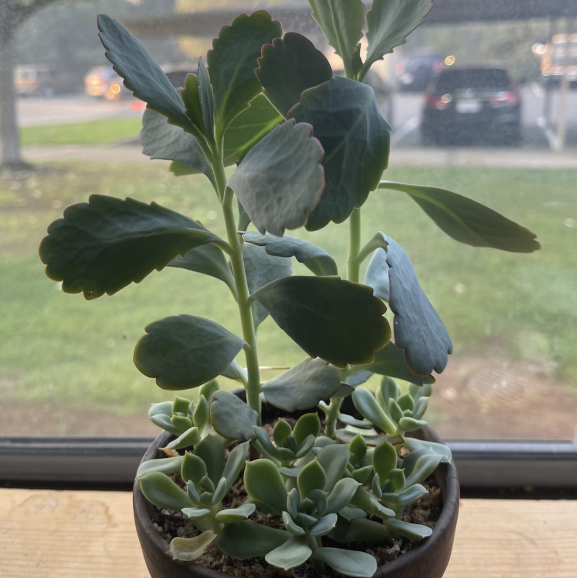 Potted Lavender Scallops plant with healthy green leaves, visible soil, and no flowers.