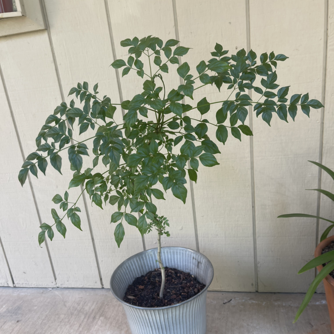 Healthy China Doll houseplant with lush green leaves in a metal planter on a wooden deck.