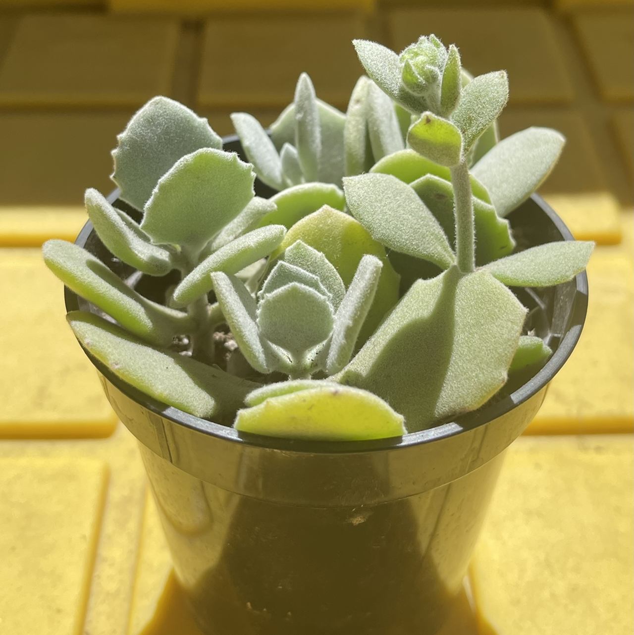 Potted Millot Kalanchoe succulent with healthy green leaves.